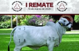 Este el primer remate que organiza la ganadería con más de 100 años de experiencia en la cría y mejoramiento genético de ganado Brahman gris. Foto: Cortesía Remate García abajo, Brahman Gris, brahman Colombia, Brahman Hacienda García Abajo, Primer Gran Remate Hacienda García Abajo, remate de ganado, Venta de ganado, comprar ganado, ganado de alta genética, genética Brahman, ganado Brahman, remate ganado Brahman 2020, comercializadora de asocebú, CONtexto ganadero, ganaderos colombia, noticias ganaderas colombia