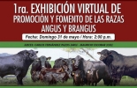 Este primer encuentro fue diseñado para fomentar las razas para producción de carne a pesar del aislamiento obligatorio por el nuevo coronavirus. Foto: Asociación Angus & Brangus de Colombia 1era exhibición virtual de promoción y fomento de las razas Angus & Brangus, Charlas virtuales Asociación Angus & Brangus 2020, AsoAngusBrangus 2020, día de campo Angus, día de campo brangus, noticias Angus Colombia, noticias Brangus Colombia, información Brangus Colombia, Asociación Angus & Brangus, coronavirus, COVID-19, cuarentena, Ganadería, ganadería colombia, noticias ganaderas, noticias ganaderas colombia, CONtexto ganadero