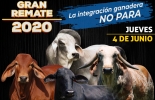 43 ejemplares de potrero y cabezal serán ofertados en el evento. Foto: Cortesía. Ganadería, ganadería colombia, noticias ganaderas, noticias ganaderas colombia, CONtexto ganadero, subastas, subastas puerto berrío, Sugaberrio, subastas Integración Ganadera, ricardo barreneche, Oferto, subasta integración ganadera no para, subasta integración 4 de junio, Puerto Berrio