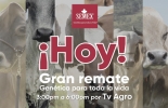 Asista como comprador o como espectador al remate que se transmitirá por el canal Tv Agro o Internet a las 3 p. m. este 18 de junio. Foto: Cortesía Genética para la vida, Semex Colombia, remate Semex 18 de junio de 2020, remates virtuales, subastas colombia, venta de ganado Colombia, venta de ganado cebú en Colombia, remates de ganado cebú, Federación Colombiana de Ganaderos, fedegan, la Asociación Colombiana de Criadores de Ganado Cebú, Asocebú, el canal TV Agro, coronavirus, coronavirus Colombia, COVID-19, cuarentena, Ganadería, ganadería colombia, noticias ganaderas, noticias ganaderas colombia, CONtexto ganadero