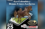 De acuerdo con los organizadores, el 70 % de los ejemplares que se rematarán este sábado 25 ya tienen pujas anticipadas, con uno de los lotes superando los 20 millones de pesos. Foto: Cortesía 1er remate virtual de Gyr Colombia y demás cruces lecheros, gyr Colombia, remate virtual, remate virtual de Gyr, venta virtual de ganado, Venta de ganado, producción de leche en el trópico, Gyr, raza, leche, carne, doble propósito, trópico bajo, principal productor de leche, rentabilidad, criadores colombianos, coronavirus, coronavirus Colombia, COVID-19, cuarentena, Ganadería, ganadería colombia, noticias ganaderas, noticias ganaderas colombia, CONtexto ganadero