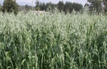 Esta variedad mejorada de avena forrajera cuyo rendimiento de materia seca en forraje verde, en silo y en semilla es mayor. Foto: Agrosavia. Ganadería, ganadería colombia, noticias ganaderas, noticias ganaderas colombia, CONtexto ganadero, avena, avenas forrajeras, avena altoandina, Agrosavia, altoandina agrosavia, avenas en Nariño, avena para ganadería, beneficios de la avena forrajera para la ganadería