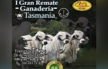 Este es el primer remate que organiza la empresa ganadera para ser emitido por la plataforma de Comercializadora Virtual. Foto: @asocebucomercializadora I Gran Remate de Ganadería Tasmania, Remate comercializadora virtual, remates virtuales, subastas colombia, venta de ganado Colombia, venta de ganado cebú en Colombia, remates de ganado cebú, Federación Colombiana de Ganaderos, fedegan, la Asociación Colombiana de Criadores de Ganado Cebú, Asocebú, el canal TV Agro, ganado bovino, ganadería bovina, Ganadería, ganadería colombia, noticias ganaderas, noticias ganaderas colombia, CONtexto ganadero, contextoganadero