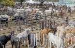 Los eventos para el sector ganadero seguirán siendo virtuales, salvo una gira que se llevará a cabo en cuatro municipios de los Llanos Orientales. Foto: centralganadera.com Eventos ganaderos junio 2021, curso virtuales ganadería, Eventos ganaderos, Ferias Ganaderas, ferias ganaderas colombia, Eventos ganaderos 2021, simposio internacional calidad de leche, simposio empresarios lecheros 2021, SEL 2021, ganado bovino, ganadería bovina, ganaderos, ganaderos colombia, ganado, vacas, vacas Colombia, bovinos, Ganadería, ganadería colombia, noticias ganaderas, noticias ganaderas colombia, CONtexto ganadero, contextoganadero