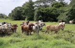 El evento se realizará de manera virtual el 15 de julio a las 6:00 pm. Foto: eje21.com.co ganadería, ganadería colombia, noticias ganaderas, noticias ganaderas colombia, contexto ganadero, ganadería colombiana sostenible, ganadería sostenible, cambio climático, conversatorio cambio climático, mitigación cambio climático