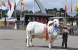Los visitantes en esta edición, disfrutarán de una oferta comercial con muestras pecuarias de bovinos, equinos, ovinos, caprinos, búfalos. Foto: El Heraldo. Ganadería, ganadería colombia, noticias ganaderas, noticias ganaderas colombia, CONtexto ganadero, agroexpo, agroexpo colombia, agroexpo 2021, agroexpo presencial 2021, corferias, feria agroexpo corferias, ferias ganaderas, eventos ganaderos, ferias ganaderas 2021, eventos ganaderos presenciales,
