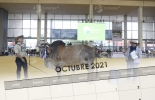 Agroexpo, que tradicionalmente se realizaba en el mes de julio, fue trasladado a la última semana de octubre. Foto: agroexpo.com - calendarios.su Eventos ganaderos octubre 2021, Eventos ganaderos 2021, cursos ganaderos, eventos 2021, Agroexpo, agroexpo colombia, Agroexpo 2021, agroexpo presencial 2021, Corferias, feria agroexpo corferias, Ferias Ganaderas, Eventos ganaderos, ferias ganaderas 2021, eventos ganaderos presenciales, ganado bovino, ganadería bovina, leche, lechería, lácteos, ganaderos, ganaderos colombia, ganado, vacas, vacas Colombia, bovinos, Ganadería, ganadería colombia, noticias ganaderas, noticias ganaderas colombia, CONtexto ganade