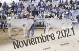 Solo en este mes han sido agendadas cinco ferias ganaderas, tres de las cuales tienen una importante tradición de más de 20, 50 y 100 años en el país ganadero. Foto: portalelmedio.com - minimalista.cl Eventos ganaderos noviembre 2021, Eventos ganaderos 2021, remates de ganado 2021, Ferias Ganaderas, ferias ganaderas colombia, subastas, eventos noviembre 2021, feria Socorro 106, Expoflorencia 2021, congreso genética noviembre 2021, ganado bovino, ganadería bovina, carne, leche, ganaderos, ganaderos colombia, ganado, vacas, vacas Colombia, bovinos, Ganadería, ganadería colombia, noticias ganaderas, noticias ganaderas colombia, CONtexto ganadero, contextoganadero