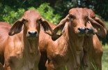 El evento comercial ha sido organizado por Subastar S. A. y Ganadería San Rafael, una de las más destacadas en la cría de ganado brahman rojo en Colombia. Foto: Cortesía Brahman rojo, tributo al rojo Subastar 2021, tributo al rojo, evento de ganadería, venta de ganado, venta de brahman rojo, venta brahman rojo Colombia, subasta ganado, subasta brahman rojo, Subastar, Ganadería San Rafael, ganado bovino, ganadería bovina, carne, leche, ganaderos, ganaderos colombia, ganado, vacas, vacas Colombia, bovinos, Ganadería, ganadería colombia, noticias ganaderas, noticias ganaderas colombia, CONtexto ganadero, contextoganadero