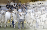 El evento presencial de febrero, Expoterneros Montería, se hará a finales del mes, dando pie a otros eventos presenciales que se harán en marzo, como la Feria Nacional Cebú. Foto: corrillos.com.co - pinterest.com.mx VI Expoterneros 2022, curso virtuales ganadería, Eventos ganaderos, Ferias Ganaderas, ferias ganaderas colombia, Eventos ganaderos febrero 2022, subastas, inicio 2022, febrero 2022, Venta de ganado, subastas ganaderas, ganado bovino, ganadería bovina, carne, leche, ganaderos, ganaderos colombia, ganado, vacas, vacas Colombia, bovinos, Ganadería, ganadería colombia, noticias ganaderas, noticias ganaderas colombia, CONtexto ganadero, contextoganadero