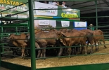 El evento que se llevará a cabo este sábado 12 de febrero conmemora un año de la apertura de la sede de Subastar S. A. en San Alberto (Cesar). Foto: Cortesía Subastar SA, subastar San Alberto Cesar, evento de ganadería, Venta de ganado, venta de bovinos en Colombia, precio del ganado en Colombia, venta de ganado en Cesar, subasta ganado, subasta brahman rojo, brahman rojo, brahman gris, senepol, simbrah, brangus, ganado bovino, ganadería bovina, carne, leche, ganaderos, ganaderos colombia, ganado, vacas, vacas Colombia, bovinos, Ganadería, ganadería colombia, noticias ganaderas, noticias ganaderas colombia, CONtexto ganadero, contextoganadero