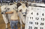 La feria ganadera en el marco de la Agroferia 2022 es el encuentro presencial más grande en abril. Foto: elpilon.com.co - calendarpedia.com eventos ganaderos abril 2022