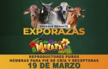 Este primer remate de diversas razas se hizo con el objetivo de fomentar los sistemas de cría de ganado vacuno. Foto: instagram.com/tuagrocolombia remate exporazas cowbay marzo 2022