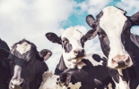 En cada fecha del SEL los participantes podrán asistir a dos charlas con oradores especializados, también escuchar casos de éxito de productores y ganaderos de todo el mundo. Foto: innovaragro.com 9 simposio empresarios lecheros 2022