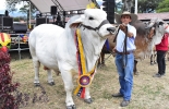 Se espera la participación de alrededor de 150 ejemplares bovinos para las actividades de juzgamiento y remate en la 54 Feria Agropecuaria e Industrial de Ibagué. Foto: Q’Hubo 54 Feria Agropecuaria e Industrial de Ibagué