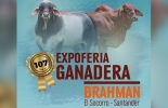 El municipio de Socorro en Santander se prepara para los 107 años de la tradicional Expoferia Ganadera Brahman que se hará del 28 al 31 de julio. Foto: facebook.com/comiteganaderoshoyariosuarez 107 expoferia brahman en Socorro
