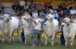 Estos eventos hacen parte de la nutrida agenda ganadera del mes de julio con actividades en diversas zonas del país. Foto: revistaelcrisol.com eventos ganaderos en julio de 2022