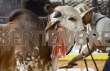 Alístese para ir a encuentros reconocidos como la Feria Ganadera de Bucaramanga y Expoleche, así como otros eventos nuevos como Expovacas 2022. Foto: larazon.co eventos ganaderos septiembre 2022
