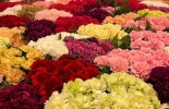 Regalar flores en el Día del Amor y la Amistad es la mejor manera de fortalecer el desarrollo social y económico de las zonas donde se cultivan las flores y generar bienestar a las personas que las reciben. Foto: Asocolflores Flores para el día de amor y amistad
