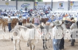 Conozca los eventos ganaderos de noviembre, que en este 2022 incluye el más importante del sector: el Congreso Nacional de Ganaderos en Barranquilla. Foto: elheraldo.co eventos ganaderos noviembre 2022