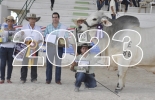 Eventos como Agroexpo en Bogotá o la Feria Nacional Cebú son citas obligadas, mientras que Fedegán está preparando la Gira Técnica Ganadera Internacional en Brasil en abril y la conmemoración de sus 60 años de fundación en diciembre. Foto: El Heraldo eventos ganaderos en 2023