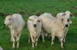 Durante las jornadas se tratarán temas como el control integrado de plagas y reproducción animal. Foto: CONtexto Ganadero Jornadas sanitarias de Fedegán