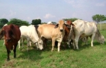 Las mejores razas y productos agrarios las puede encontrar en el departamento de Arauca. Foto: Gobernación de Arauca. Ganadería. Foto: Gobernación de Arauca.