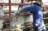 Prevenir enfermedades en los hatos ganaderos, prioridad de la jornada. Foto: COntexto ganadero Jornada Sanitaria