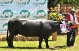 El evento ganadero y agroindustrial llega a su edición número 50. Foto: CONtexto Ganadero. Feria ganadera en Barrancabermeja