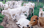 Durante las jornadas se tratarán temas como el control integrado de plagas y reproducción animal. Foto: CONtexto Ganadero. Jornada Sanitaria