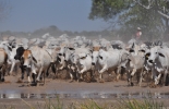 Durante las jornadas se tratarán temas como el control integrado de plagas y reproducción animal. Foto: Alcaldía de Arauca. Jornadas Sanitarias