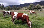 Durante las jornadas se tratarán temas como el control integrado de plagas y reproducción animal. Foto: Gobernación de Nariño. Jornadas Sanitarias