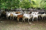 Durante las jornadas se tratarán temas como el control integrado de plagas y reproducción animal. Foto: Archivo Jornadas sanitarias en Córdoba