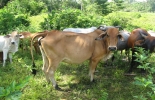 Durante las jornadas se tratarán temas como el control integrado de plagas y reproducción animal. Foto: CONtexto Ganadero Jornadas sanitarias en Santander