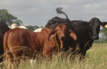 Lote de embriones de las mejores donadoras para rematar. / Foto: CONtexto ganadero Remate de ganado en Córdoba