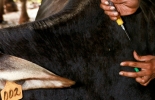 Conozca las claves para mejorar la genética de los animales y las pautas que deben tener los ganaderos para el control de garrapatas y moscas. Foto: CONtexto ganadero. Vacunación.
