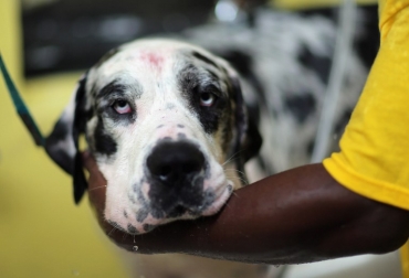 Los blogueros son tomados muy en serio por las empresas del sector. Foto: AFP blog de mascotas