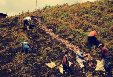 Se prevé que el proyecto beneficie a los 10 mil 970 papicultores de Boyacá y Cundinamarca. Foto: MinAgricultura. Cultivo papa