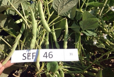 4 nuevas variedades resistentes a altas temperaturas podrían ser liberadas este año. Foto: Ciat. Nueva variedad de fríjol