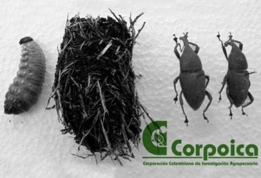El picudo es hoy la plaga de mayor importancia para la producción de coco del país. Foto: www.scielo.org.mx. picudo negro