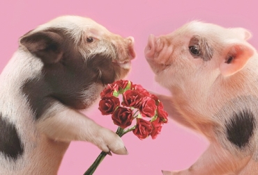 Por su aspecto tierno, estos 'minipigs' son apetecidos por niños y adultos mayores. Foto: petpiggies.co.uk. Minipigs