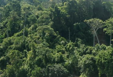 Según cifras del CIAT, Perú y Colombia albergan el 23 % de la selva amazónica. Foto: www.landscapes.org. Paisaje Sostenible Amazonas