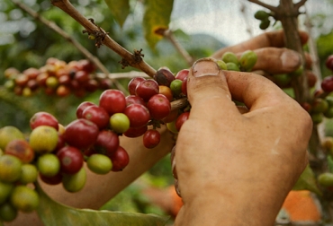 Para el día de hoy el café se cotiza en $631 mil 125. foto: Café de Colombia. carga de café colombia