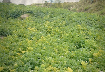 El virus puede reducir un 50% el rendimiento del cultivo. Foto: Fedepapa. Cultivo papa