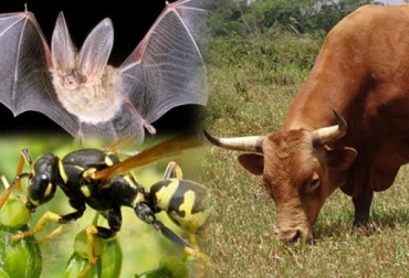 El ganado criollo, la avispa amarilla y los murciélagos contribuyen con la preservación del medio ambiente. Foto: CONtexto ganadero. Animales que preservan el medio ambiente