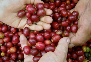 Dignidad cafetera presentará una terna a finales de esta semana para el cargo de gerente. Foto: FNC. Producción café