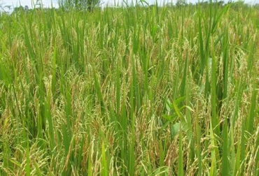 Según Fedearroz, la sequía no solo afecta a los agricultores de Cesar, también perjudicó a los del Casanare. Foto: ICA. Cultivo arroz colombia