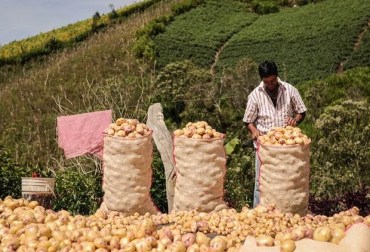 De la producción de papa dependen su sustento 90 mil familias y la cadena genera cerca de 230 mil empleos. Foto: MinAgricultura. consumo de papa colombia