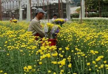 En la app se encuentra la descripción y el manejo de las 8 principales plagas y enfermedades del cultivo de flores. Foto: Asocolflores. Floricultor colombiano