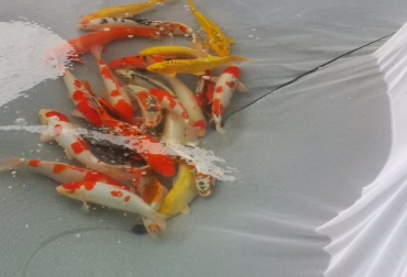 La leyenda dice que el pez puede escalar cascadas y que ese ascenso del KOI significa 'Triunfar en la Vida'. Foto: Cortesía. Peces KOI